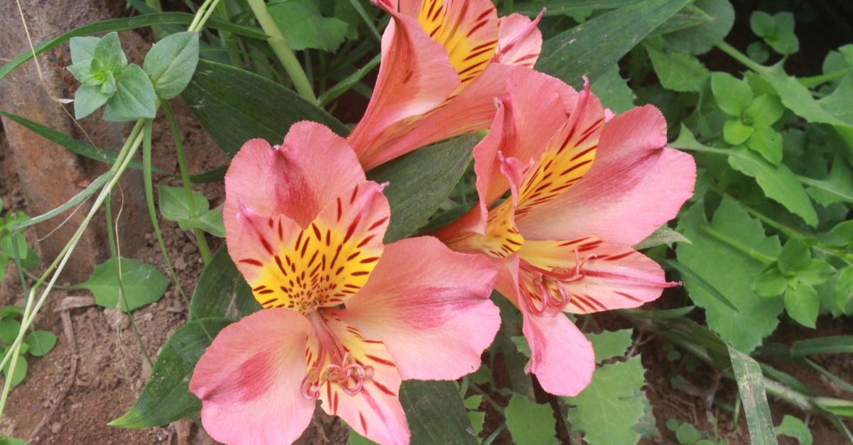 Aquí el significado del color de las flores para que sepas cuál regalar
