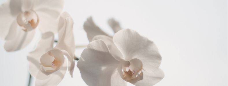 Flores indispensables para recibir el Año Nuevo lleno de prosperidad