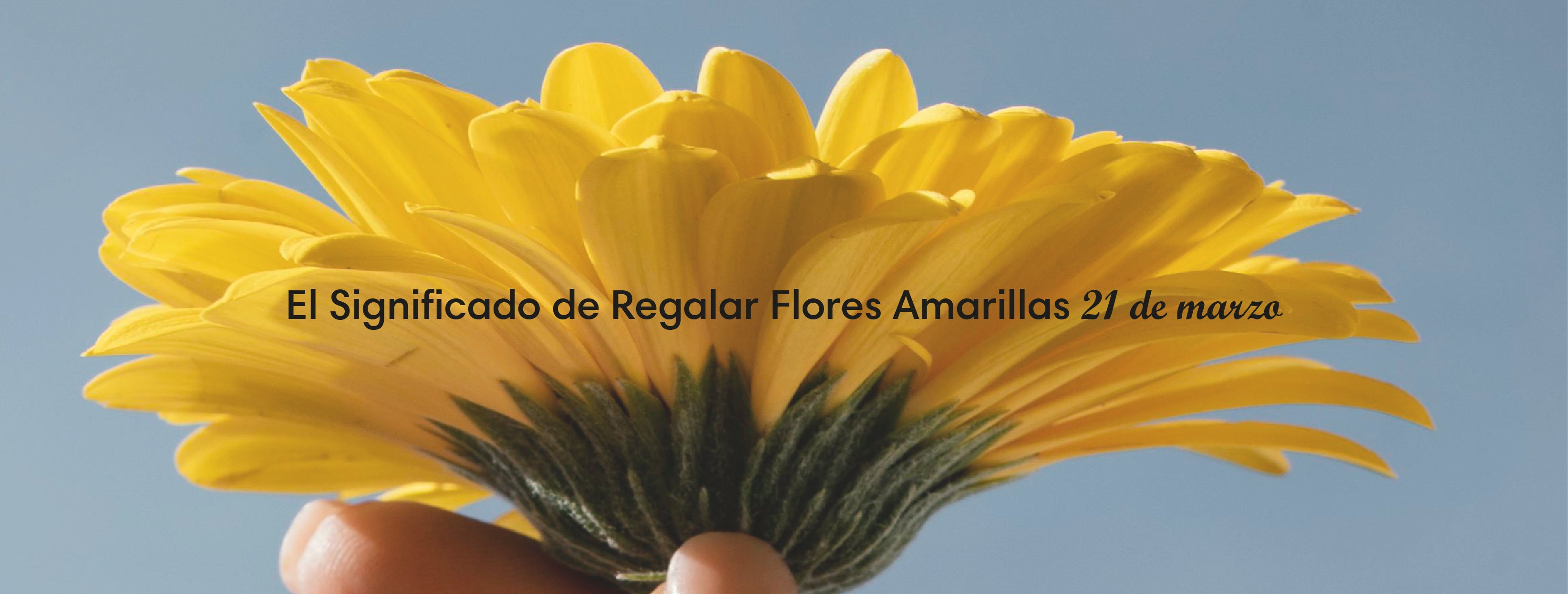 El Significado de Regalar Flores Amarillas el 21 de marzo – solo-flores-mx