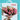 Rosas rosadas y clavellina Blancas - Cartagena