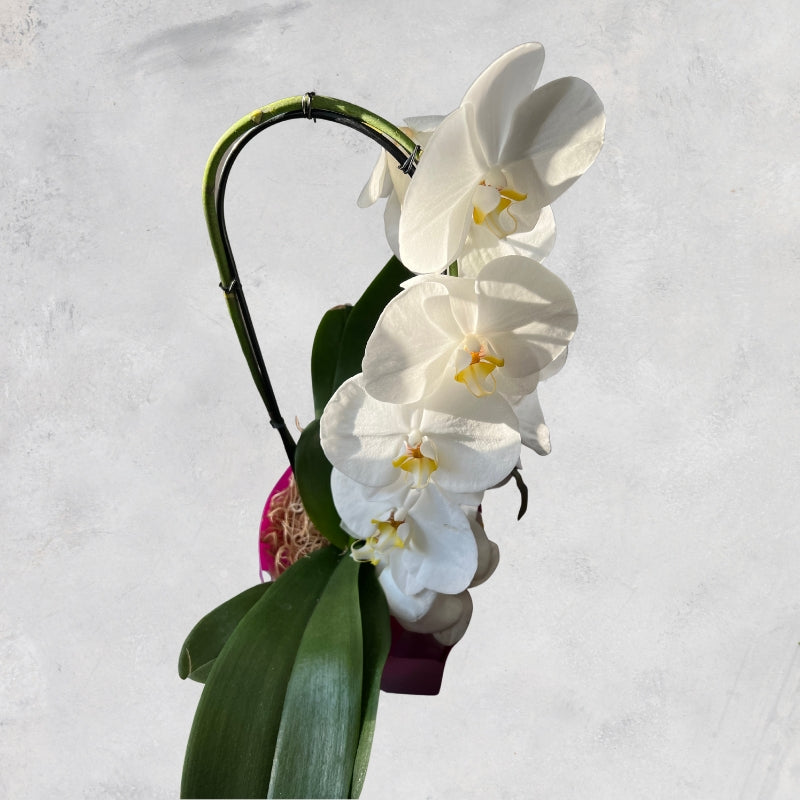 Orquídea