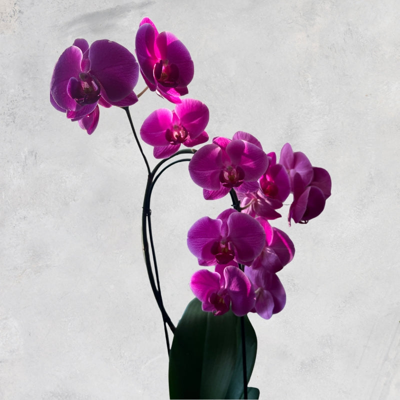 Orquídea