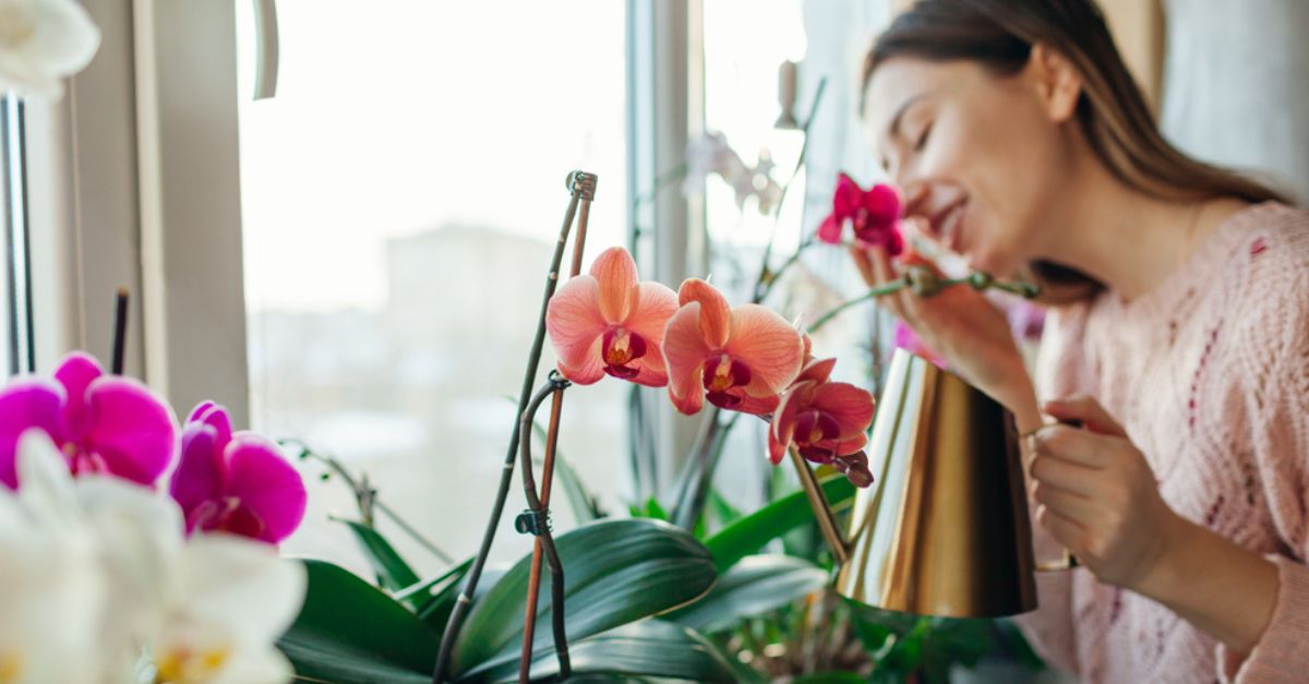¿Cómo cuidar una orquídea? 3 consejos básicos para que florezcan
