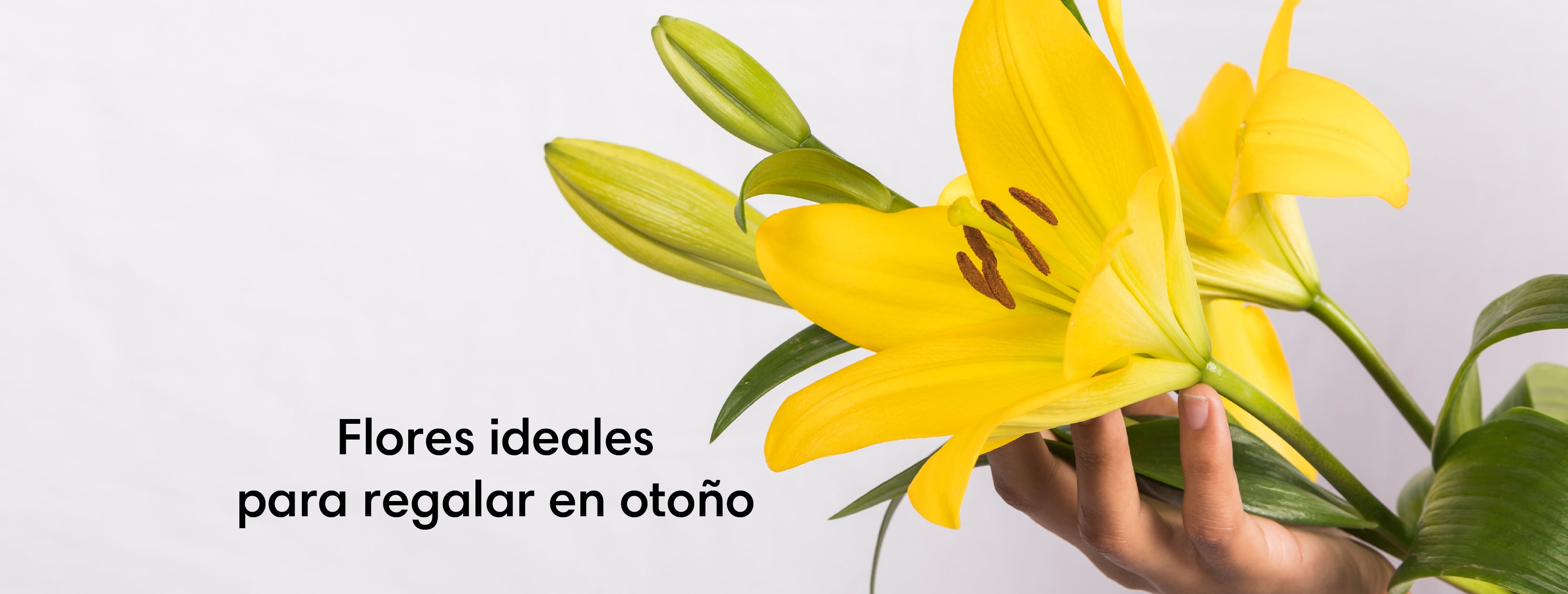 Flores ideales para regalar en otoño