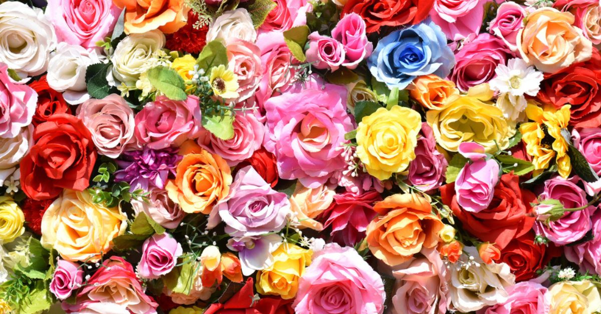 5 características de las rosas que las hacen ser las flores más buscadas