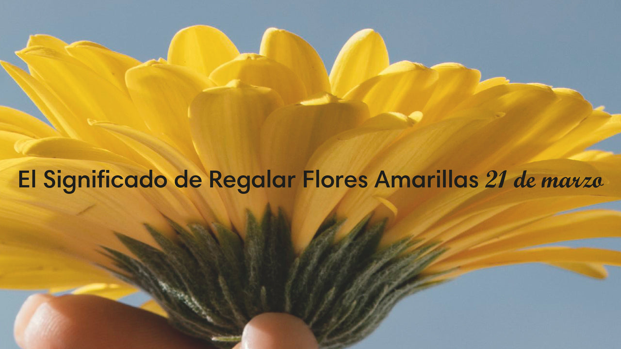 El Significado de Regalar Flores Amarillas el 21 de marzo – solo-flores-mx