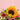 Ramo de rosas, girasoles, margarita y alstroemerias - Victoria