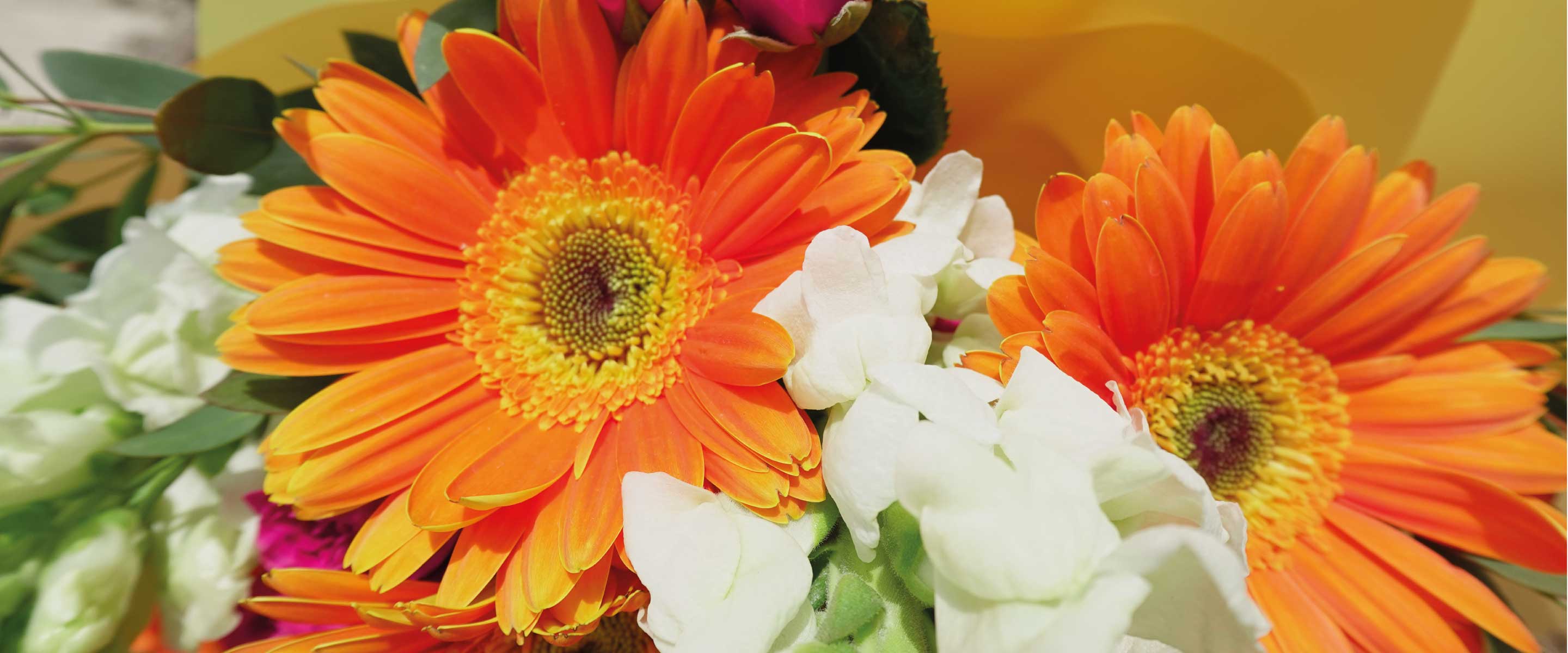Banner4_f09c50ae-7ac2-4d98-81f2-26eea6fd22c6.jpg