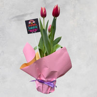 Maceta de Tulipanes- Ámsterdam